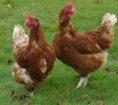 /album/galerie-de-photos-photos-et-videos1/poules-pondeuses-jpg/
